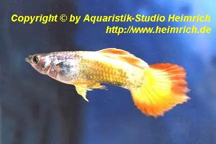 Versand Am Gleichen Tag Guppy, Farbschlag Golden Sunset
