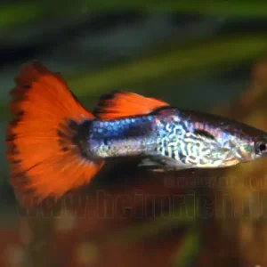 Jetzt Bestellen Guppy, Farbschlag Red-Triangel