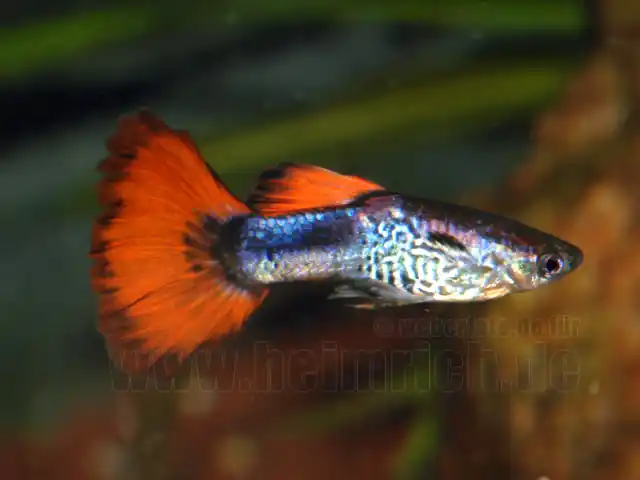 Jetzt Bestellen Guppy, Farbschlag Red-Triangel