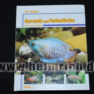 Aktuell Guramis und Fadenfische