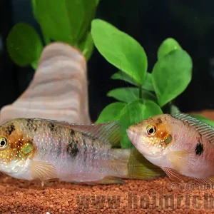 Aktuell Hemichromis spec. Gabun Rot (Gelbflossen-Juwelenbuntbarsch)