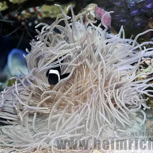 Super-Preis Heteractis crispa, med. (Lederanemone)
