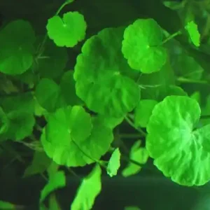 Neu Hydrocotyle leucocephala (Bras. Wassernabel)