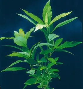 Hygrophila angustifolia (Großer Rosettenwasserfreund) Sonderaktion