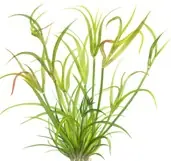 Juncus repens (Kriechende Binse) Must-Have