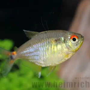 Nur Heute Karfunkelsalmler, large (Hemigrammus pulcher)
