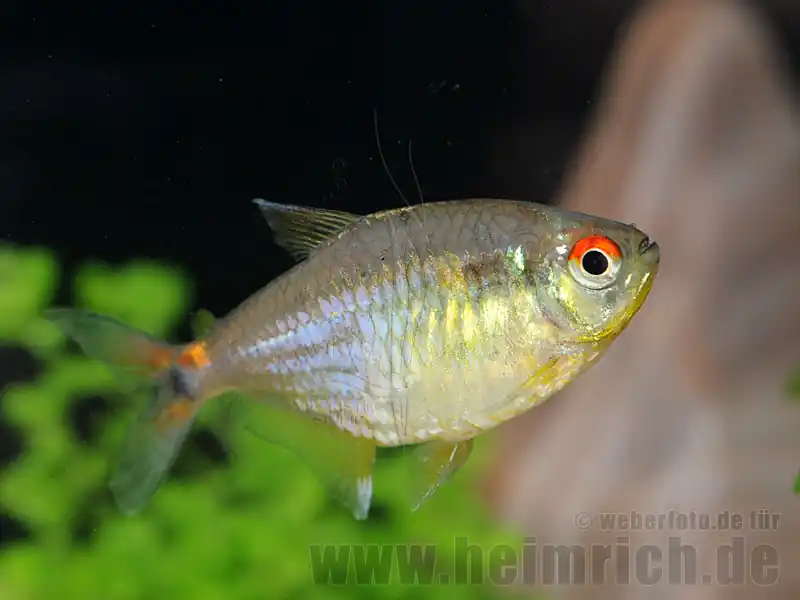 Nur Heute Karfunkelsalmler, large (Hemigrammus pulcher)