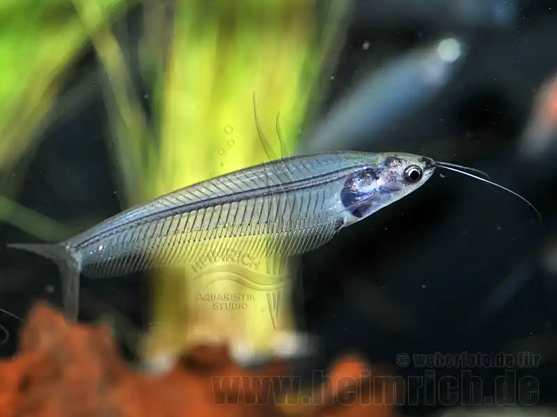 Kryptopterus minor, lg. 5 Stück (Indischer Glaswels) Sale