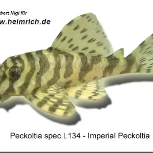 L134 Peckoltia spec. "Tapajós-Zebra" (Imperial Peckoltia) Sale