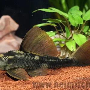 Letzte Chance L137 Brauner Bruno, 15cm (Cochliodon spec.)