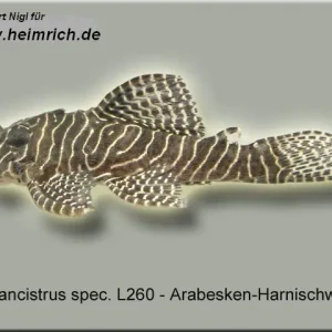 Top-Seller L260 Hypancistrus spec. Queen Arabesque (Arabesken Harnischwels)