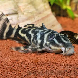 L270 Schokoladen-Zebrawels (Hypancistrus spec. L270) Sofort Bestellen