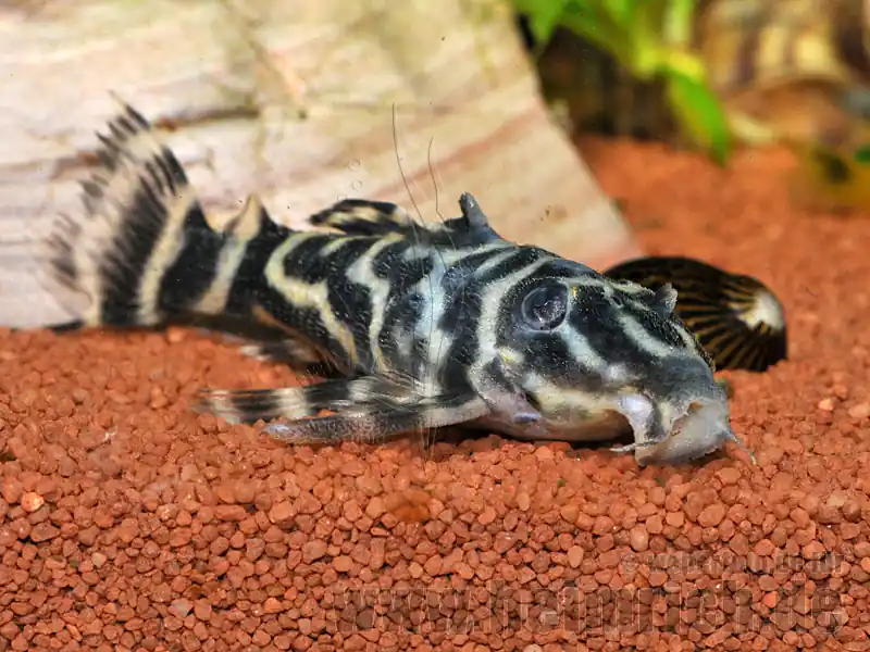 L270 Schokoladen-Zebrawels (Hypancistrus spec. L270) Sofort Bestellen