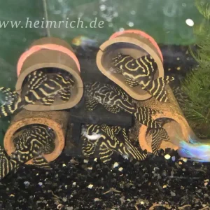 L333 Hypancistrus spec. "New Queen Arabesque" - Zuchtgruppe Super-Preis