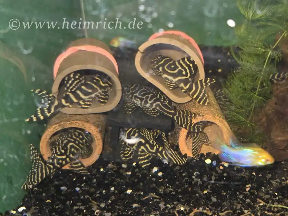 L333 Hypancistrus spec. "New Queen Arabesque" - Zuchtgruppe Super-Preis