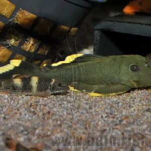 Abverkauf L47 Baryancistrus spec. "Magnum Prachtharnischwels"