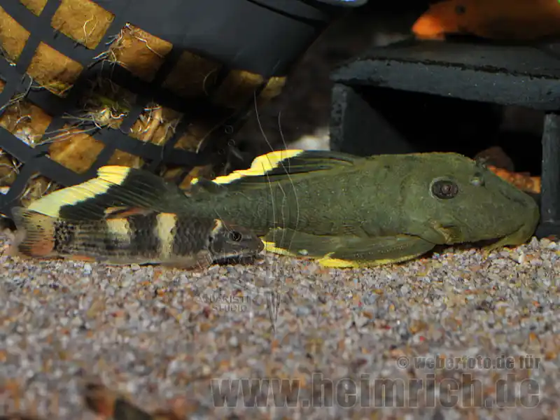 Abverkauf L47 Baryancistrus spec. "Magnum Prachtharnischwels"