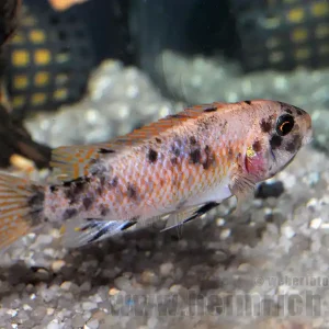 Jetzt Bestellen Labeotropheus trewavasae, spec. Marmalade Cat (weiblich)