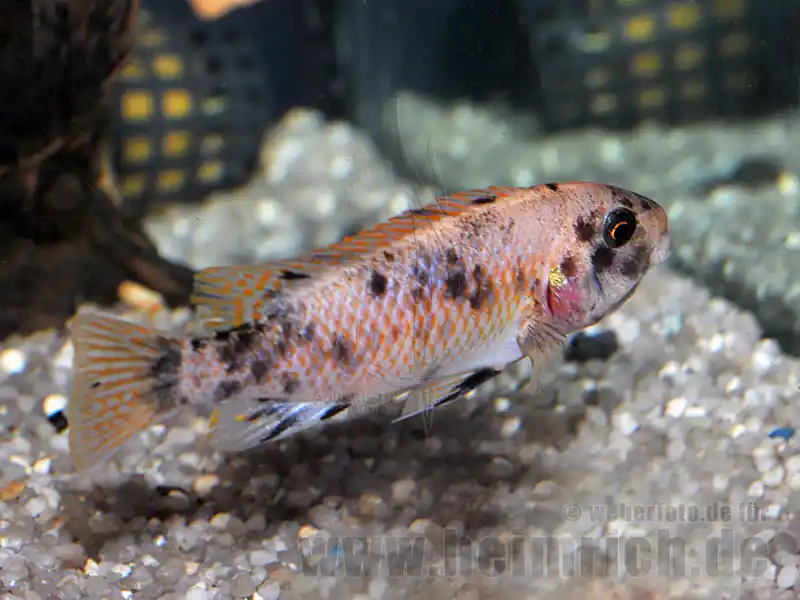 Jetzt Bestellen Labeotropheus trewavasae, spec. Marmalade Cat (weiblich)