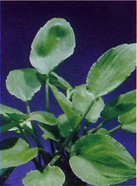 Langenandra nairii (Nair's Langenandra) Geprüft