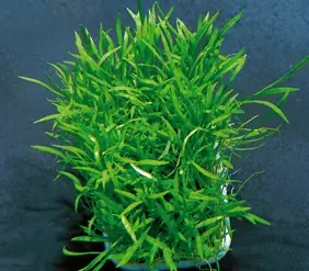 Lilaeopsis novae zelandiae, auf Netz 5x5cm (Neuseeland-Graspflan Expressversand