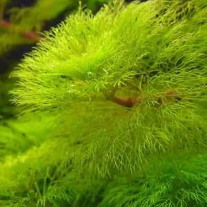 Solange Der Vorrat Reicht Limnophila spec. Gigantea