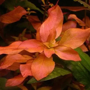Neuheit Ludwigia palustris