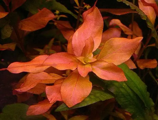 Neuheit Ludwigia palustris
