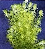 Mayaca fluviatilis (Grünes Mooskraut) Online Kaufen