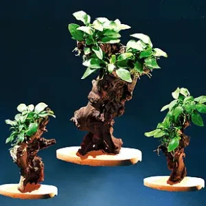 Mega-Angebot MBUNAS, ca.24cm (mit Natursteinplatte)