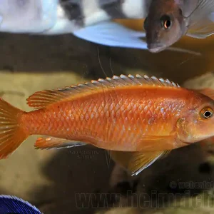 Melanochromis johanni, weibl. XXL Sale