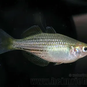 Abverkauf Melanotaenia macullochi (Zwergregenbogenfisch)