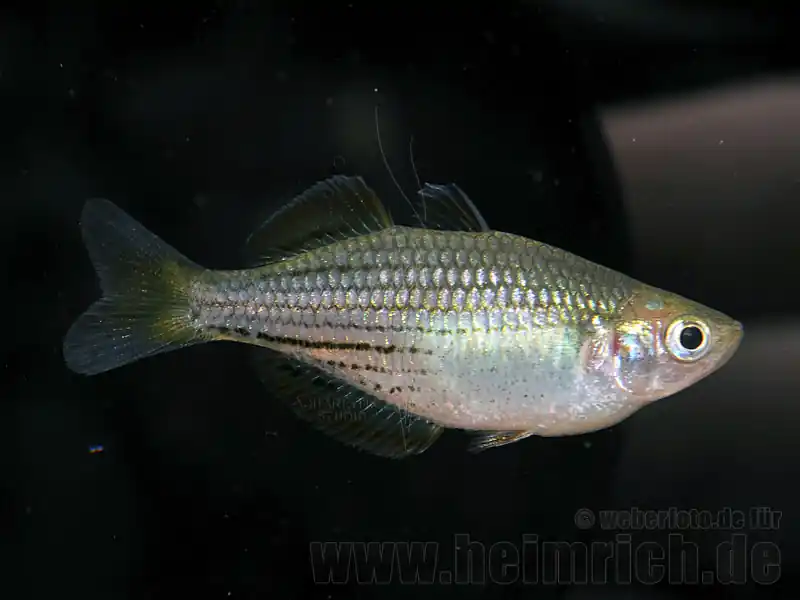 Abverkauf Melanotaenia macullochi (Zwergregenbogenfisch)
