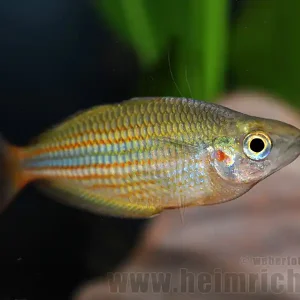 Melanotaenia trifasciata, 5 Stück (Juwelen-Regenbogenfisch) Preiswert