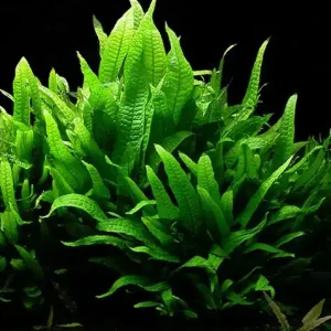 Schnäppchen Microsorium pteropus