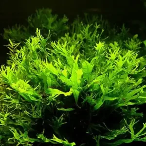 Microsorium windelov 'large' Angebot