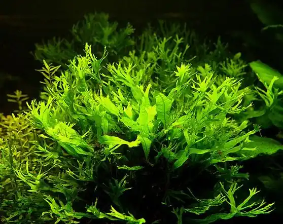 Microsorium windelov 'large' Angebot