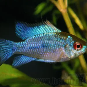 Mikrogeophagus ramirezi "Electric Blue", med. Angebot