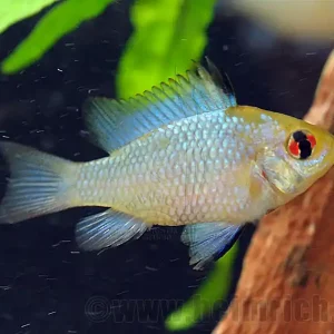 Mikrogeophagus ramirezi 'Electric Blue', männl. lg Mega-Angebot