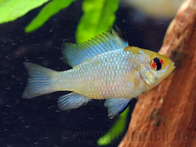 Mikrogeophagus ramirezi 'Electric Blue', männl. lg Mega-Angebot