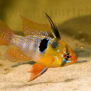Mega-Angebot Mikrogeophagus ramirezi, SHOW (Schmetterlingsbuntbarsch)