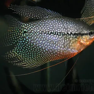 Neue Kollektion Mosaikfadenfisch, SHOW (Trichogaster leeri)