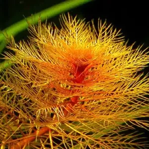 Online Kaufen Myriophyllum matagrossense