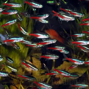 Sonderangebot Neonsalmler, 30 Stück large (Paracheirodon innesi)