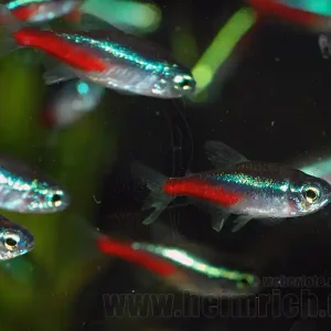Preis Gesenkt Neonsalmler, large (Paracheirodon innesi)