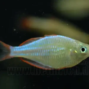 Neon-Zwergregenbogenfisch (Melanotaenia praecox) Markenprodukt
