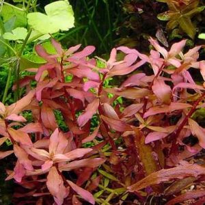 Nessaea pedicellata Bestseller