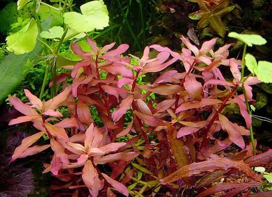 Nessaea pedicellata Bestseller