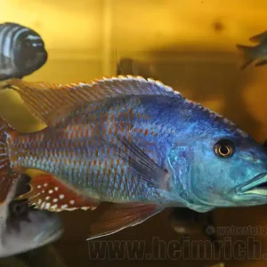 Nimbochromis fuscotaeniatus Mega-Angebot