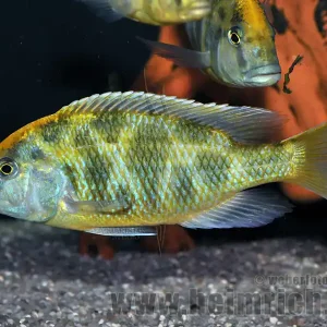 Nimbochromis venustus, XXL männl. Ausverkauf